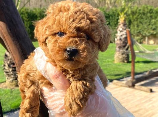 Kalitenin Adresinden Üst Kalite Poodle Yavruları