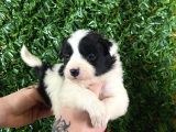 Burkemden Özel Yavrular Border Collie