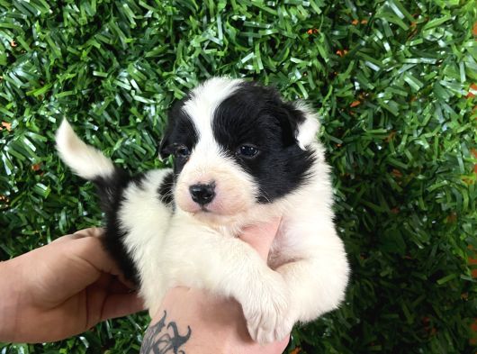 Burkemden Özel Yavrular Border Collie görsel