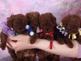 KORE TOY POODLE YAVRULARIMIZ