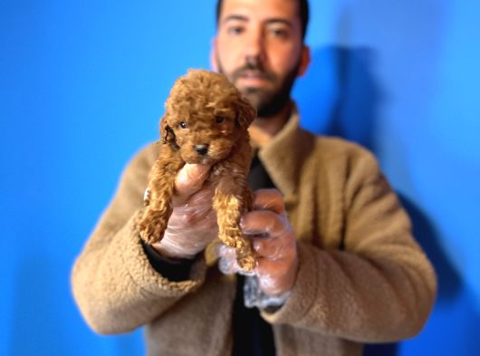 Gerçek Toy Poddle Yavrular görsel