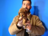 Gerçek Toy Poddle Yavrular