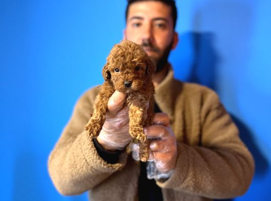 Gerçek Toy Poddle Yavrular görsel