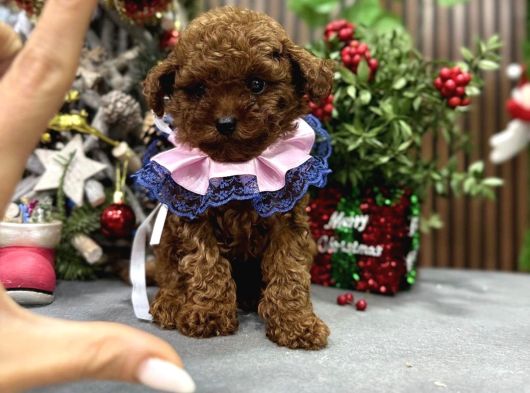 Orji̇nal Toy Poodle Yavrularim