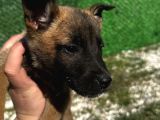 Blue Belçi̇ka Malinois Yavrulari