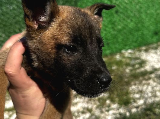 Blue Belçi̇ka Malinois Yavrulari görsel