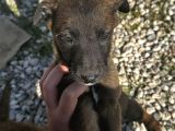Blue Belçi̇ka Malinois Yavrulari