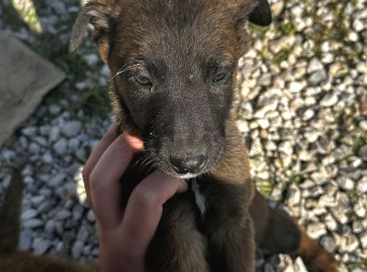 Blue Belçi̇ka Malinois Yavrulari görsel