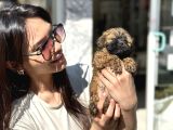DİŞİ UYGUN MALTİPOO AŞILI KARNELİ