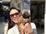 AŞIRI UYGUN MALTİPO DİŞİ