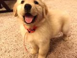 İrk Ve Sağlık Garantili Safkan Babyface Golden Retriever
