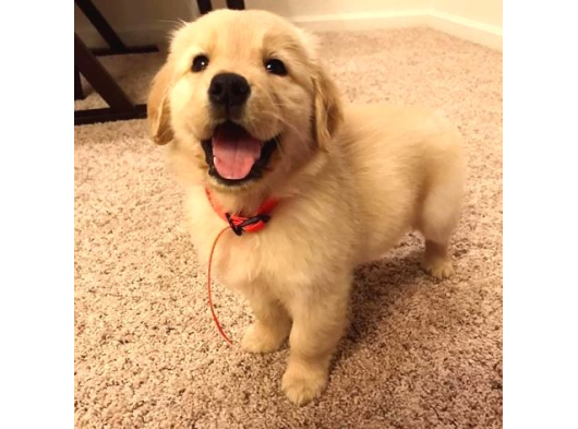 İrk Ve Sağlık Garantili Safkan Babyface Golden Retriever görsel