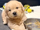 İrk Ve Sağlık Garantili Safkan Babyface Golden Retriever