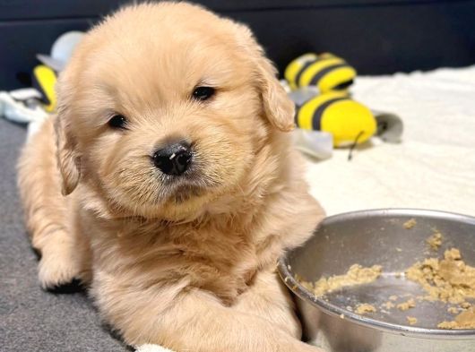 İrk Ve Sağlık Garantili Safkan Babyface Golden Retriever görsel