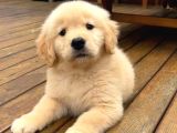 İrk Ve Sağlık Garantili Safkan Babyface Golden Retriever