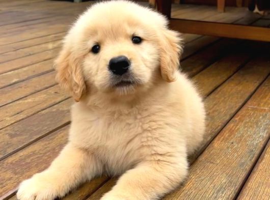 İrk Ve Sağlık Garantili Safkan Babyface Golden Retriever görsel