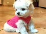 Safkan Sevimli Mini Maltese Bebekler Hazır