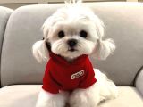 Safkan sevimli Mini maltese bebekler hazır