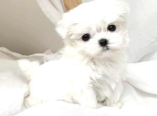 Safkan Sevimli Mini Maltese Bebekler Hazır görsel