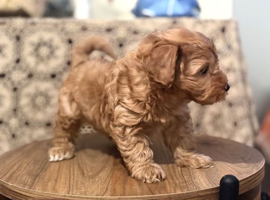 4 Kg Garantili Aşılı Maltipo Bebekler görsel