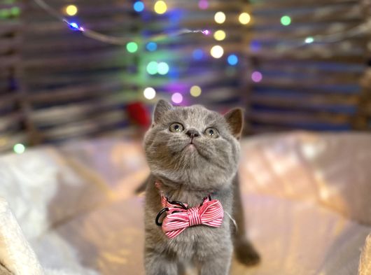 British Shorthair görsel