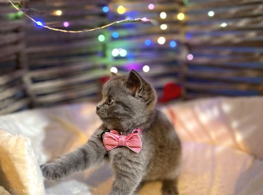 British Shorthair görsel