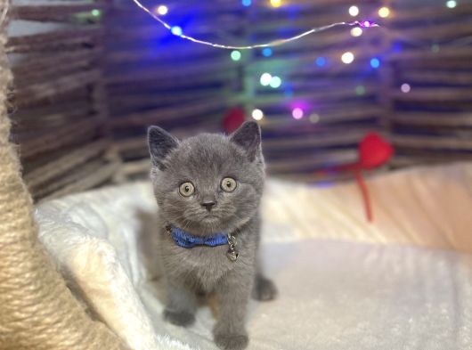British Shorthair görsel