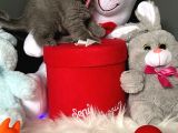 Bebek Ev Ortamı Safkan British Shorthair Yavrularımız