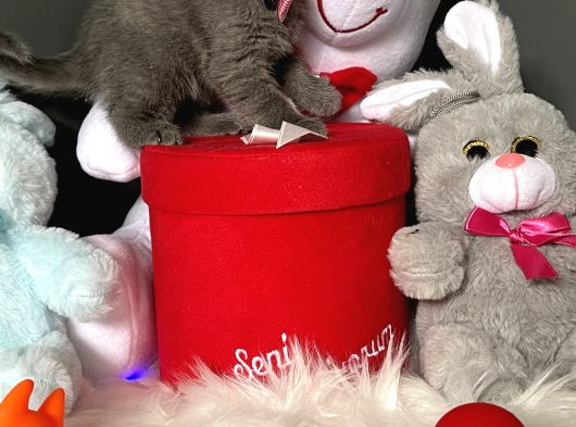 Bebek Ev Ortamı Safkan British Shorthair Yavrularımız görsel