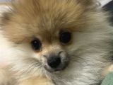 Yavru Pomeranian Erkek