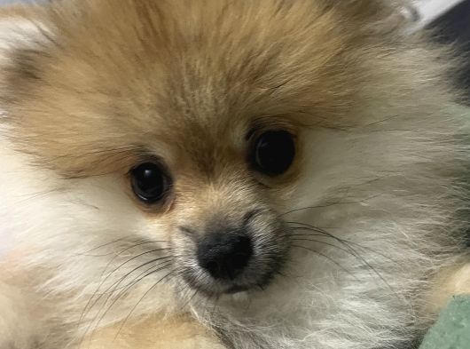 Yavru Pomeranian Erkek görsel