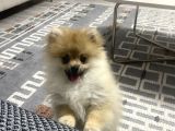Yavru Pomeranian Erkek
