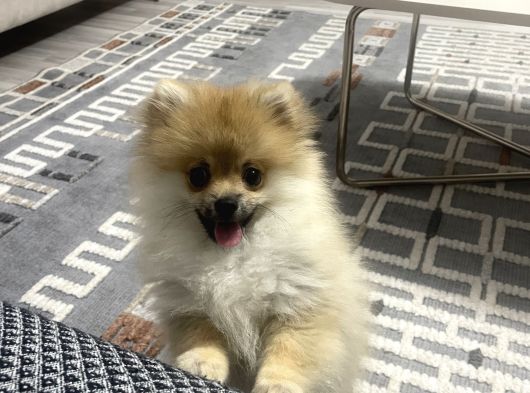 Yavru Pomeranian Erkek görsel