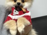 Yavru Pomeranian Erkek