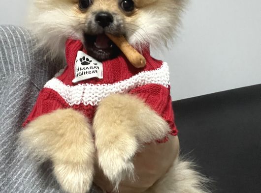Yavru Pomeranian Erkek görsel