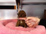TÜRKİYEDEKİ EN MİNİK BEBEK KORE TEA CUP POODLE