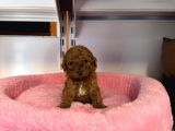 Türki̇yedeki̇ En Mi̇ni̇k Bebek Kore Tea Cup Poodle