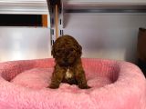 Türki̇yedeki̇ En Mi̇ni̇k Bebek Kore Tea Cup Poodle