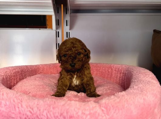 Türki̇yedeki̇ En Mi̇ni̇k Bebek Kore Tea Cup Poodle görsel