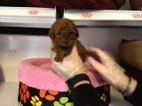 Türki̇yedeki̇ En Mi̇ni̇k Bebek Kore Tea Cup Poodle