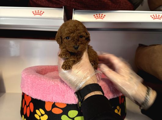 Türki̇yedeki̇ En Mi̇ni̇k Bebek Kore Tea Cup Poodle görsel
