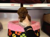 Türki̇yedeki̇ En Mi̇ni̇k Bebek Kore Tea Cup Poodle