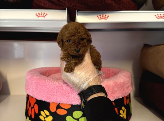 Türki̇yedeki̇ En Mi̇ni̇k Bebek Kore Tea Cup Poodle görsel