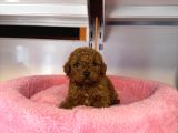 Gerçek Tea Cup Kore Red Browne Toy Poodle Bebekleri̇mi̇z