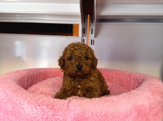 Gerçek Tea Cup Kore Red Browne Toy Poodle Bebekleri̇mi̇z görsel