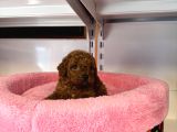 Gerçek Tea Cup Kore Red Browne Toy Poodle Bebekleri̇mi̇z