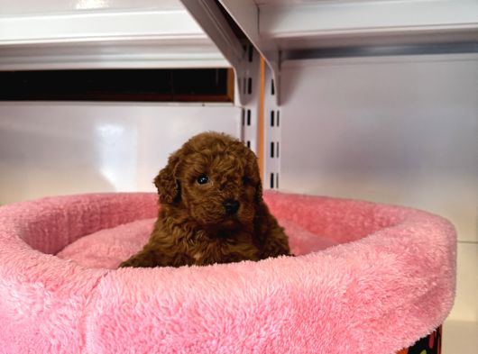 Gerçek Tea Cup Kore Red Browne Toy Poodle Bebekleri̇mi̇z görsel