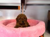 Gerçek Tea Cup Kore Red Browne Toy Poodle Bebekleri̇mi̇z