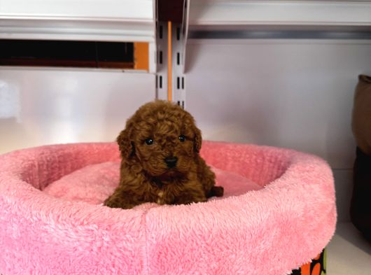 Gerçek Tea Cup Kore Red Browne Toy Poodle Bebekleri̇mi̇z görsel