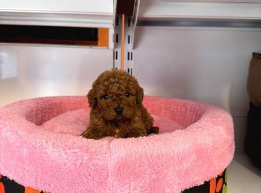 GERÇEK TEA CUP KORE RED BROWNE TOY POODLE BEBEKLERİMİZ